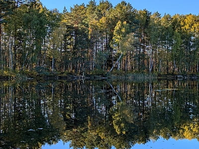 Озеро Засвинское - одно из живописных озер Волынской области, расположенное среди лесистых ландшафтов и заболоченных берегов.