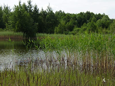 Озеро Безымянная бусина в Турийском районе - живописный, спокойный плес среди природы, идеальное место для отдыха, наблюдения за птицами и прогулок.