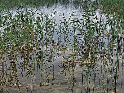 Озеро Микиштет ІІ на Волыни - живописное место для купания, рыбалки и экологического отдыха. Расположено среди лесов возле села Озеряны в заказнике «Озерянский».