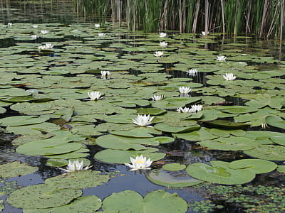 Озеро Пересека - дикая жемчужина Волыни среди лесов и болот. Карстовое озеро с чистой водой, рыбалкой, тишиной и маршрутами через Озерянское ожерелье.