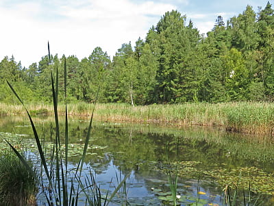 Озеро Щучье - тихая природная жемчужина Волыни. Карстовый водоем с дикой природой, рыбалкой и маршрутом среди озерного ожерелья Турийского района.