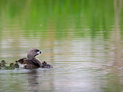Озеро Змеинец - одно из самых маленьких, но удивительно живописных озер Волыни, входящее в состав так называемого «Озерянского ожерелья». 