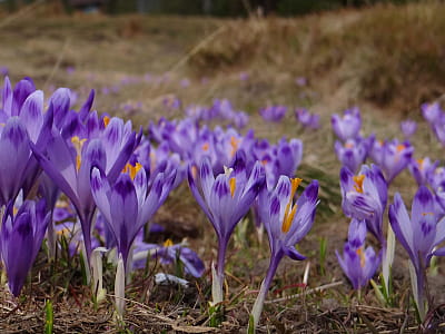 Дендропарк «Березинка» возле Мукачево – уникальный уголок Закарпатья с более чем 300 видами деревьев и цветением крокусов. Идеальное место для отдыха.