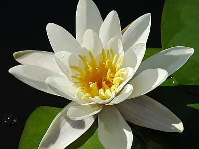 Озеро Песчаное — тихий пойменный водоем под Киевом с рыбалкой, птичьим разнообразием и живописными лугами. Идеальное место для отдыха на природе.