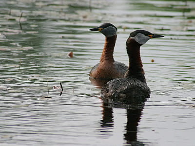 Озеро Вязки – живописный водоем Дарницкого района Киева. Идеальное место для рыбалки, пляжного отдыха и прогулок на природе.