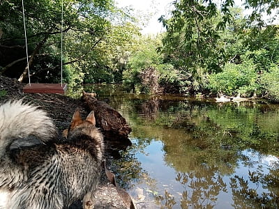 Озеро Яремино в Киеве — тихая старица среди усадеб Осокорков, идеальное место для рыбалки и спокойного отдыха на природе.
