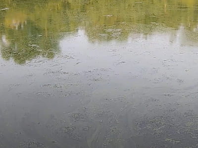 Озеро Зариваха в Дарницком районе Киева — узкая живописная старица Днепра для рыбалки и прогулок среди Осокорков.