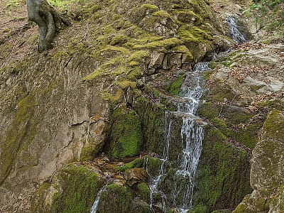 Водопад Мистический в Выжнице: высота 5 м, лесная тропа, купание, фото и отдых у реки Выженка. Как добраться и что посмотреть рядом.