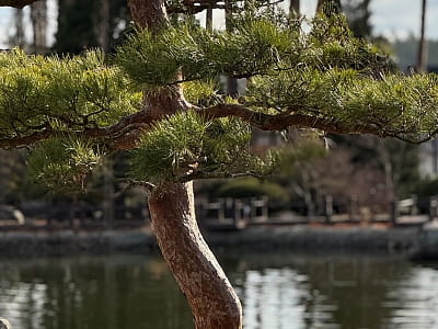 Eva Park в Вита-Почтовой – живописный ландшафтный парк с японским садом, водопадами, озером и фотолокациями. Отдых, фотосессии, ивенты, гармония.