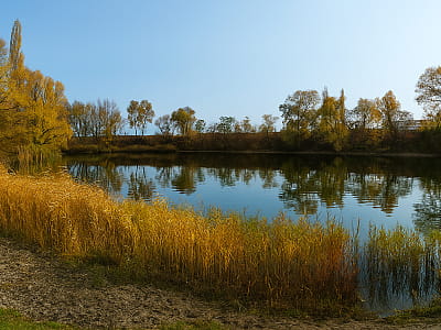 Озеро Птичье — живописный водоем системы Опечень на Оболони. Зеленая зона, рыбалка, отдых у воды и легкий доступ из любой части Киева.