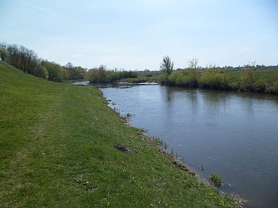 Река Горынь: истоки в Тернопольской области, протекает через Хмельницкую и Ровенскую области, впадает в Припять. География, природа, отдых, экология.