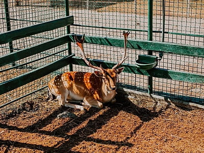 зоопарк в загородном комплексе Хутор «Казацкая Долина» в селе Карбовка Кировоградской области