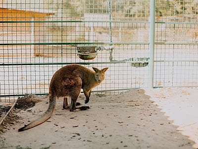 зоопарк в загородном комплексе Хутор «Казацкая Долина» в селе Карбовка Кировоградской области