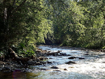 Узнайте об украинской Тисе: истоки, характер течения, флора-фауна, экология, история и лучшие места для отдыха и рыбалки вдоль закарпатских берегов.