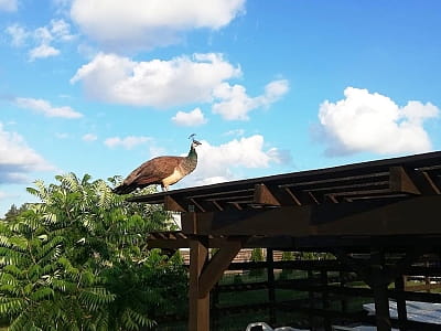 Загородный комплекс «Аквамарин» — это летняя рекреационная локация недалеко от Полтавы, расположенная в селе Цибули, всего в нескольких километрах от города. 