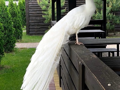 беседки в загородном комплексе «Аквамарин» в селе Цибули, недалеко от Полтавы