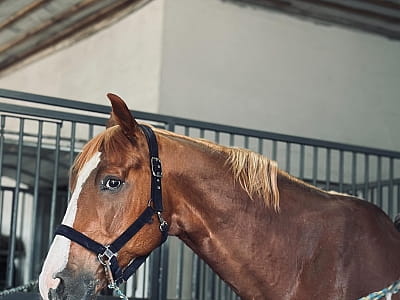 собственный конный комплекс со школой верховой езды в загородном комплексе Balka Eco Club в живописном уголке Полтавской области, среди природы, тишины и водной глади