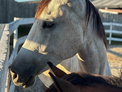 собственный конный комплекс со школой верховой езды в загородном комплексе Balka Eco Club в живописном уголке Полтавской области, среди природы, тишины и водной глади