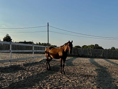 собственный конный комплекс со школой верховой езды в загородном комплексе Balka Eco Club в живописном уголке Полтавской области, среди природы, тишины и водной глади