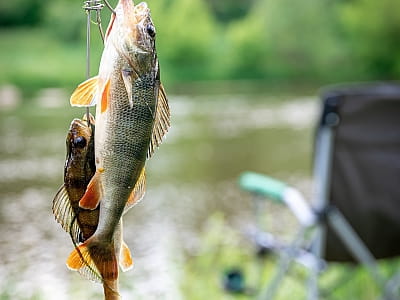 рыбалка в загородном комплексе «Орлиное гнездо» в селе Суботцы Кировоградской области