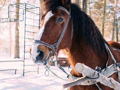 прогулка на конных санях в загородном комплексе «Смерекова Хата» в селе Кимната Тернопольской области