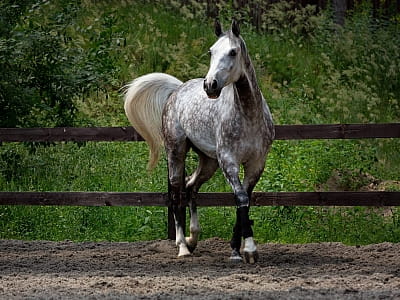 конно-спортивный комплекс в загородном комплексе Verholy Relax Park в селе Сосновая Полтавской области