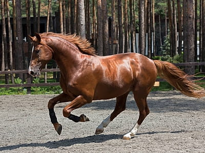 конно-спортивный комплекс в загородном комплексе Verholy Relax Park в селе Сосновая Полтавской области