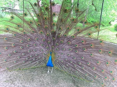 Зеленая усадьба Дилиева — это загородный комплекс для семейного и компанейского отдыха, расположенный в живописном уголке у водоема. 