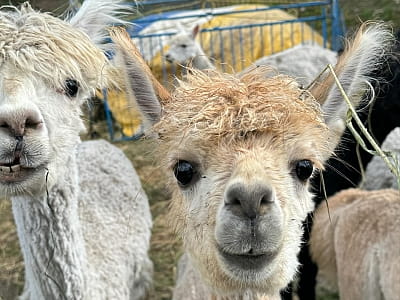 Alpaca Home — контактная ферма возле Ровно с альпаками, козлятами и кроликами. Прогулки на природе, фото и отдых для всей семьи.