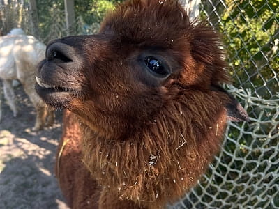 Alpaca Home — это особый пушистый уголок радости недалеко от Ровно, где природа, животные и искренние эмоции объединяются в один идеальный день отдыха. 