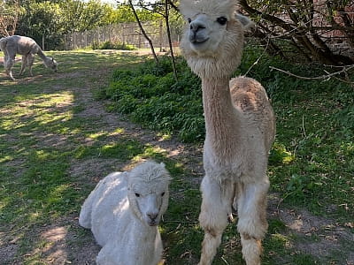 Alpaca Home — это особый пушистый уголок радости недалеко от Ровно, где природа, животные и искренние эмоции объединяются в один идеальный день отдыха. 