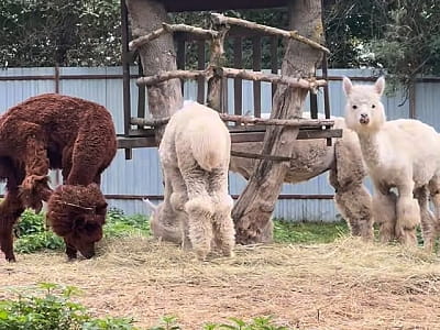 Alpaca Home — это особый пушистый уголок радости недалеко от Ровно, где природа, животные и искренние эмоции объединяются в один идеальный день отдыха. 