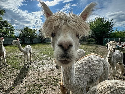 Alpaca Home — контактная ферма возле Ровно с альпаками, козлятами и кроликами. Прогулки на природе, фото и отдых для всей семьи.