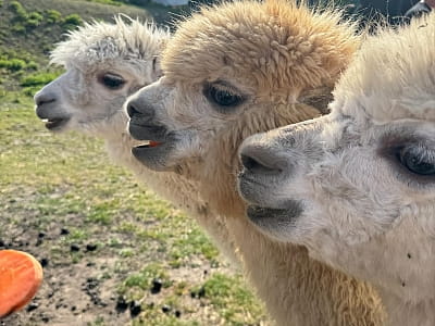 Alpaca Home — это особый пушистый уголок радости недалеко от Ровно, где природа, животные и искренние эмоции объединяются в один идеальный день отдыха. 