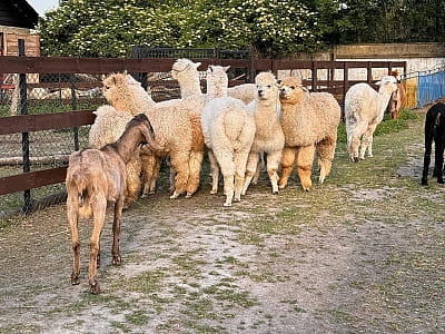 Alpaca Home — контактная ферма возле Ровно с альпаками, козлятами и кроликами. Прогулки на природе, фото и отдых для всей семьи.