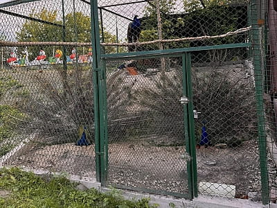 Alpaca Home — контактная ферма возле Ровно с альпаками, козлятами и кроликами. Прогулки на природе, фото и отдых для всей семьи.