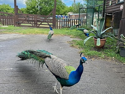 Alpaca Home — контактная ферма возле Ровно с альпаками, козлятами и кроликами. Прогулки на природе, фото и отдых для всей семьи.