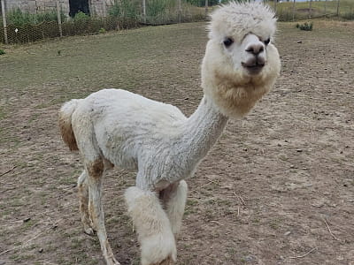 Alpaca Home — контактная ферма возле Ровно с альпаками, козлятами и кроликами. Прогулки на природе, фото и отдых для всей семьи.