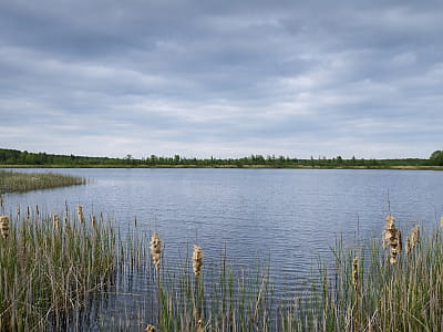 Озеро Карасинец возле Шацка — уютный водоем Шацких озер с теплой мелкой водой, рыбалкой и спокойной природой Полесья.