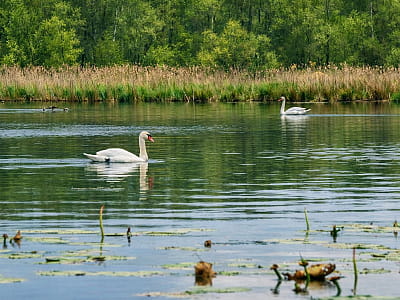 Озеро Круглое возле Шацка — мелководное карстовое водоем Шацких озер с тихими берегами, чистой водой и прекрасными условиями для отдыха.