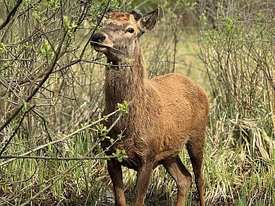 Олени в экопарке «На рогах» в селе Мусийки Киевской области