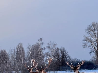 Олени в экопарке «На рогах» в селе Мусийки Киевской области