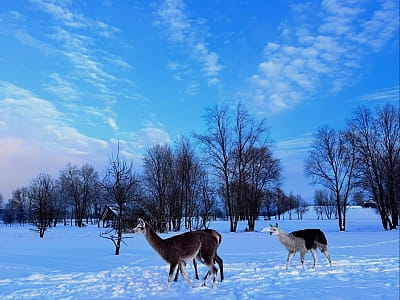 Оленьий парк «На рогах» под Киевом — это не просто туристическая локация, а настоящее пространство восстановления природы и надежды.