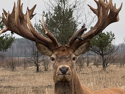 Олени в экопарке «На рогах» в селе Мусийки Киевской области