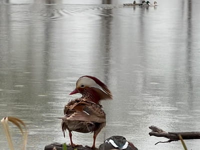Оленьий парк «На рогах» под Киевом — это не просто туристическая локация, а настоящее пространство восстановления природы и надежды.