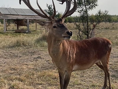 Олени в экопарке «На рогах» в селе Мусийки Киевской области