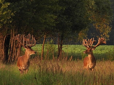 Олени в экопарке «На рогах» в селе Мусийки Киевской области