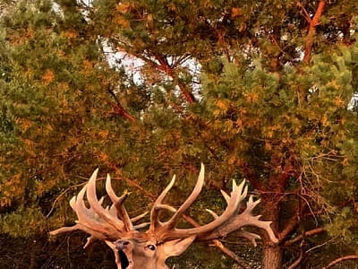 Олени в экопарке «На рогах» в селе Мусийки Киевской области