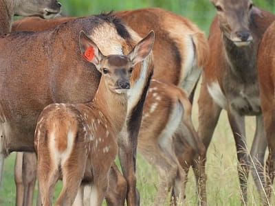 Олени в экопарке «На рогах» в селе Мусийки Киевской области