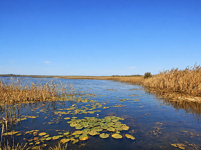 Озеро Озерце возле Шацка — небольшой водоем Шацких озер с богатой природой, рыбалкой и спокойным отдыхом.